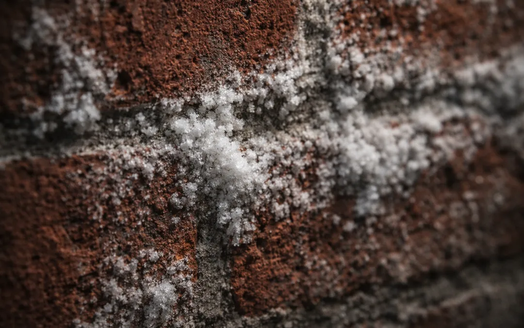 hvide pletter på kældervæg - saltudtræk eller skimmelsvamp?