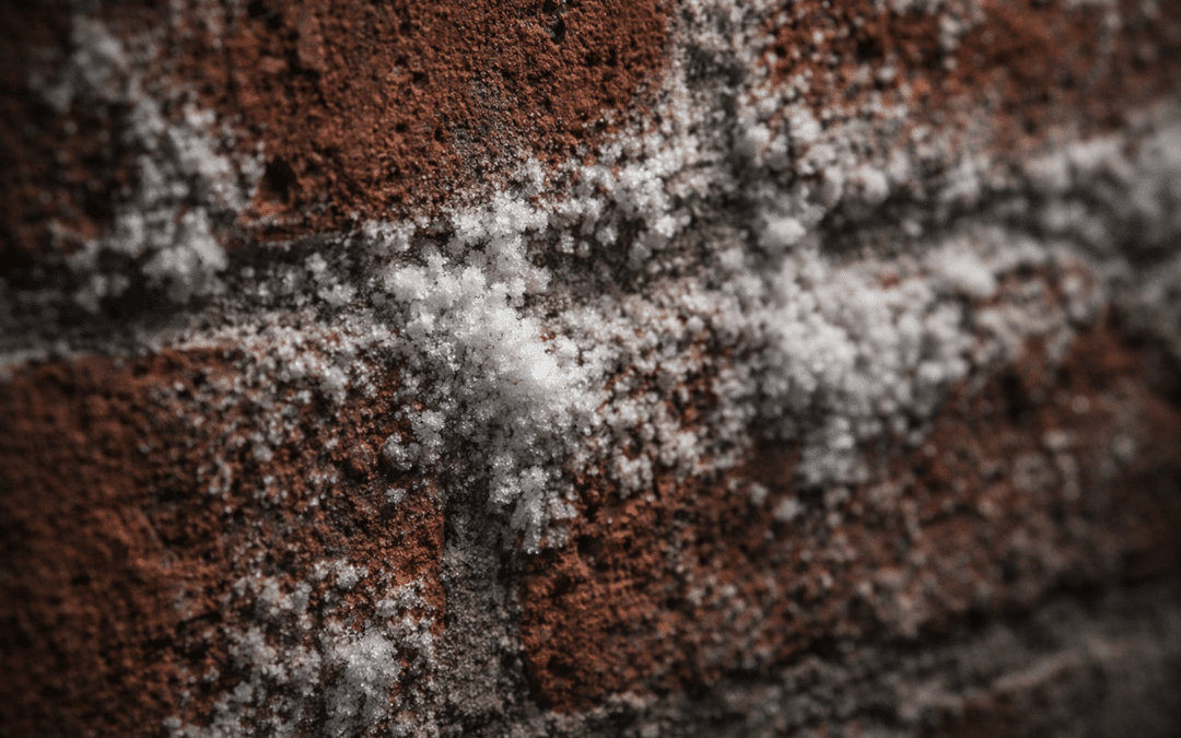 Hvad er de hvide pletter på min kældervæg? (Er det skimmelsvamp?)